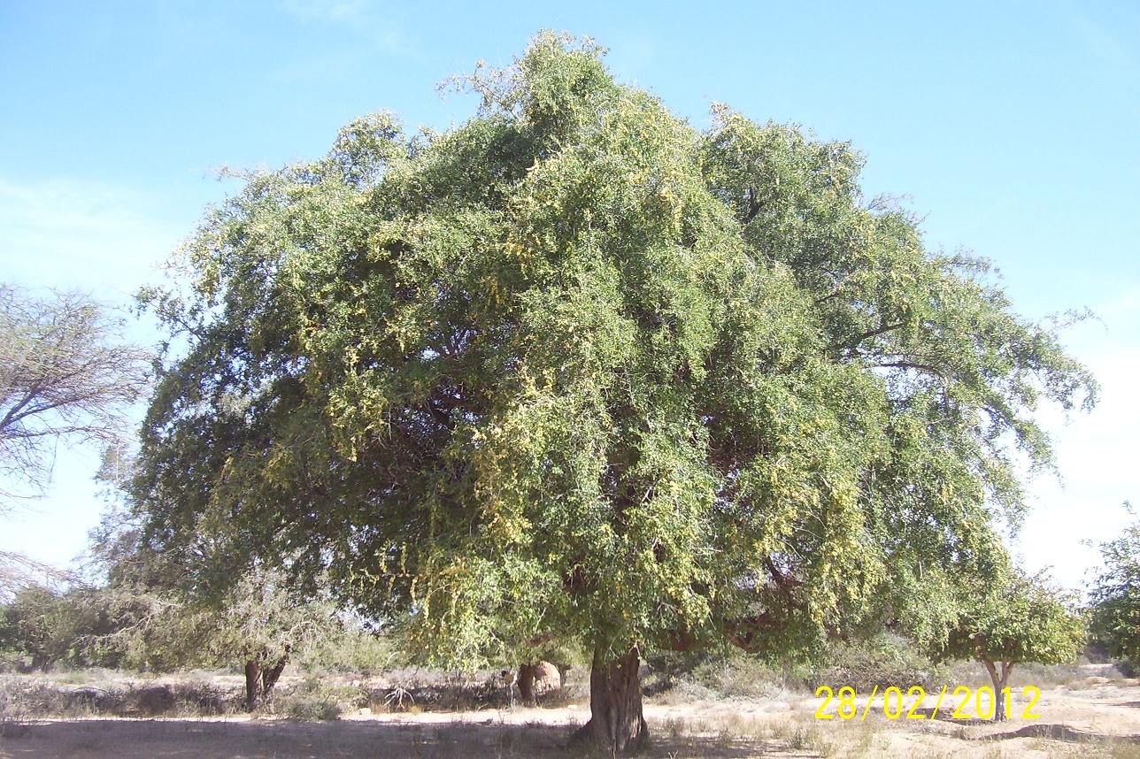 The Sidr Tree (The Lote Tree)